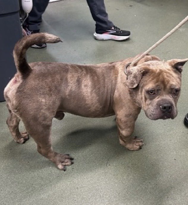 MoishesMom's tweet photo. Pokeball is a 6️⃣ year old Bully chap who arrived stray at the Manhattan Pound in NYC 6️⃣ days ago…he’s 5️⃣0️⃣pounds and is so out of sorts☹️

He’s 🆕Hope Rescue 🛟 • Kill💉🎯

Foster or Adopter through the 🛟

Pokeball’s Bio ℹ 🔗 👇🏻

https://t.co/VtNFleKI2U

This beautiful Bully boy is 🛟 only for fear…he’s retreating & hiding…no reason to put him life in ⚠️

DM @notthesameone2 if you can help save him ~ He’s so beautiful with a unique coat color🤞🏻💞🤞🏻💞🤞🏻

Pokeball needs 🫵🏻