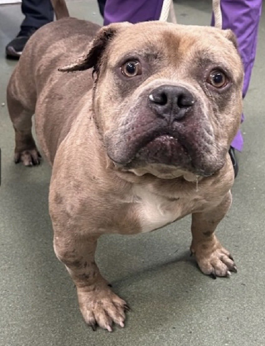 MoishesMom's tweet photo. Pokeball is a 6️⃣ year old Bully chap who arrived stray at the Manhattan Pound in NYC 6️⃣ days ago…he’s 5️⃣0️⃣pounds and is so out of sorts☹️

He’s 🆕Hope Rescue 🛟 • Kill💉🎯

Foster or Adopter through the 🛟

Pokeball’s Bio ℹ 🔗 👇🏻

https://t.co/VtNFleKI2U

This beautiful Bully boy is 🛟 only for fear…he’s retreating & hiding…no reason to put him life in ⚠️

DM @notthesameone2 if you can help save him ~ He’s so beautiful with a unique coat color🤞🏻💞🤞🏻💞🤞🏻

Pokeball needs 🫵🏻