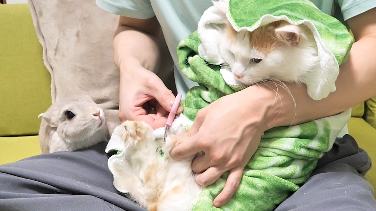 kogaranatenpa_y's tweet photo. じぶんが爪切りされるのは怖いけど猫が爪切りされてるのはずっと見てるうさぎさん https://t.co/pkK7pcFLya