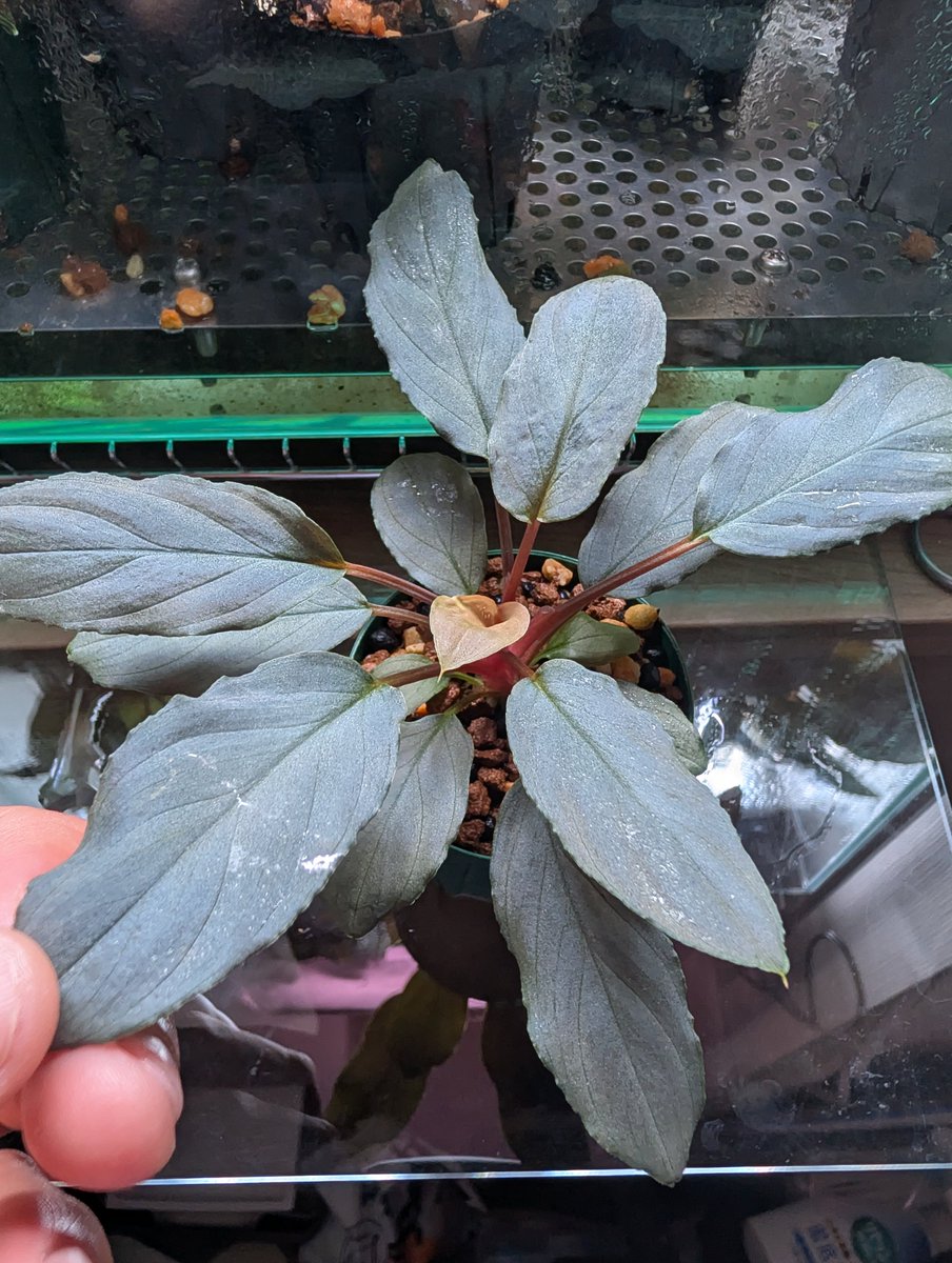 t_k_plants's tweet photo. 今年の草の日は実生株第1号で！🌿

#草の日 https://t.co/obdCYLwW7D