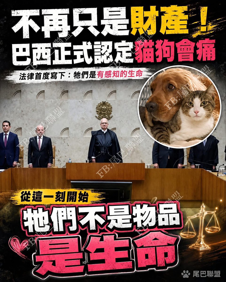 feilung_lau's tweet photo. 不再只是财产！巴西正式认定猫狗会痛、是有感知的生命 🐱🐶

巴西最高法院作出历史性认定——猫狗不再是物品，而是具有感知能力的生命。
法律首次写下：它们会痛、会害怕、会感受喜怒哀乐，不该再被当作“财物”对待。

从这一刻开始，它们不是物品，是生命❤️
尊重每一个呼吸、每一份感受，这是文明的进步，也是生命的胜利。

#动物保护 #生命不是财产 #巴西新法案 #猫狗有感知 #拒绝虐待动物