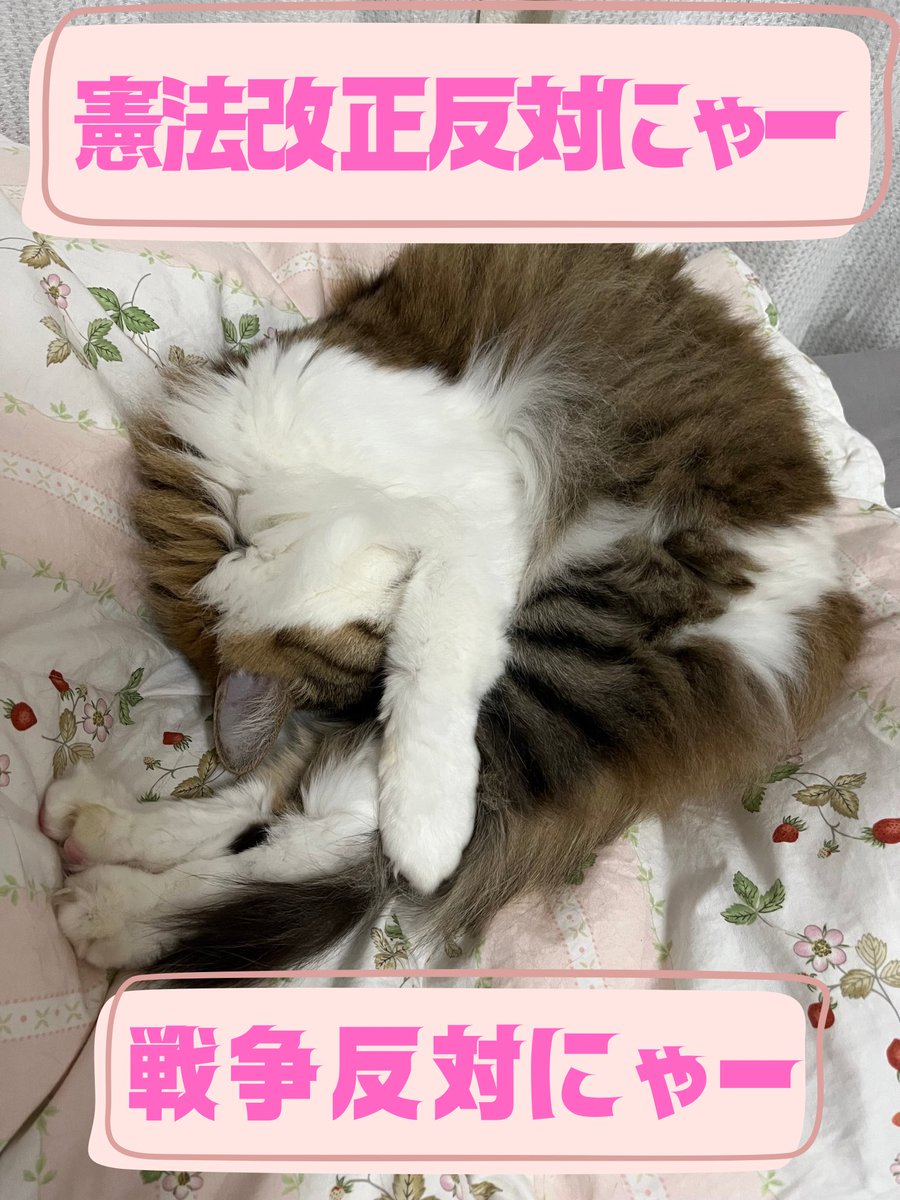 M1honmaru's tweet photo. 戦争やだー
猫の眠りを守りたい！
なので、9条守りたい！

#せーので言ってこ戦争反対
#わざわざ言ってこ戦争反対 https://t.co/kdEOHU0EG9