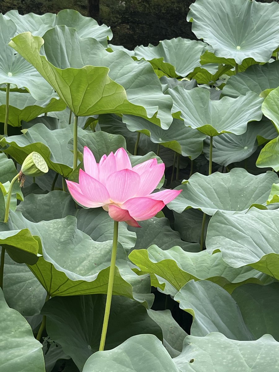 mari_acci's tweet photo. ハスの花って宙に浮いてるみたいで
見てるとうっとりするよ https://t.co/QaS4ANbKtz
