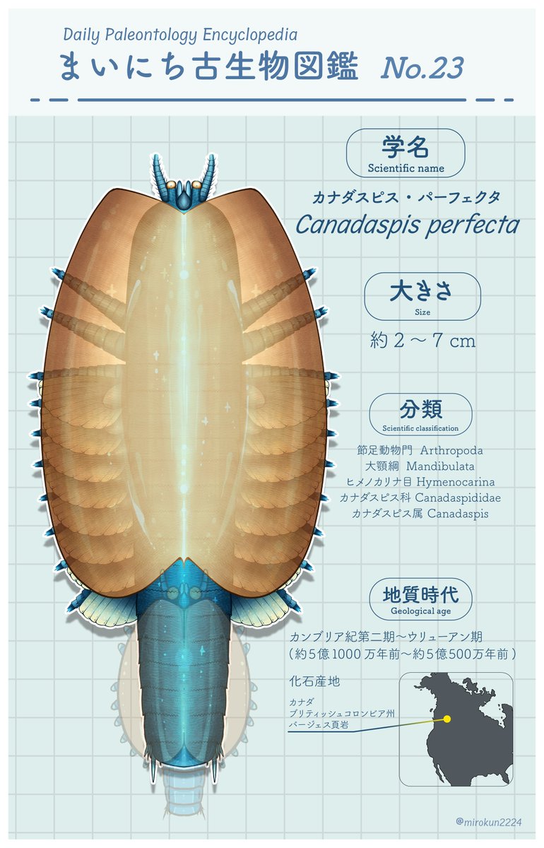 mirokunn2224's tweet photo. #Cambrian #illustration #paleoart #イラスト

カナダで見つかったヒメノカリナ、カナダスピス!
発見当時はヒメノカリスっていう別の名前で呼ばれていたんだって！ https://t.co/zu4KFD5h8U
