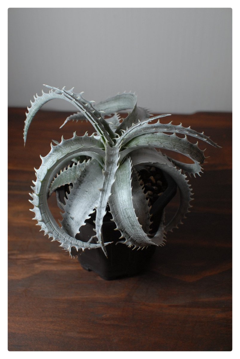 trudder7's tweet photo. 植物好きになるきっかけがディッキアだった。#ディッキア https://t.co/XlZxIJCutF