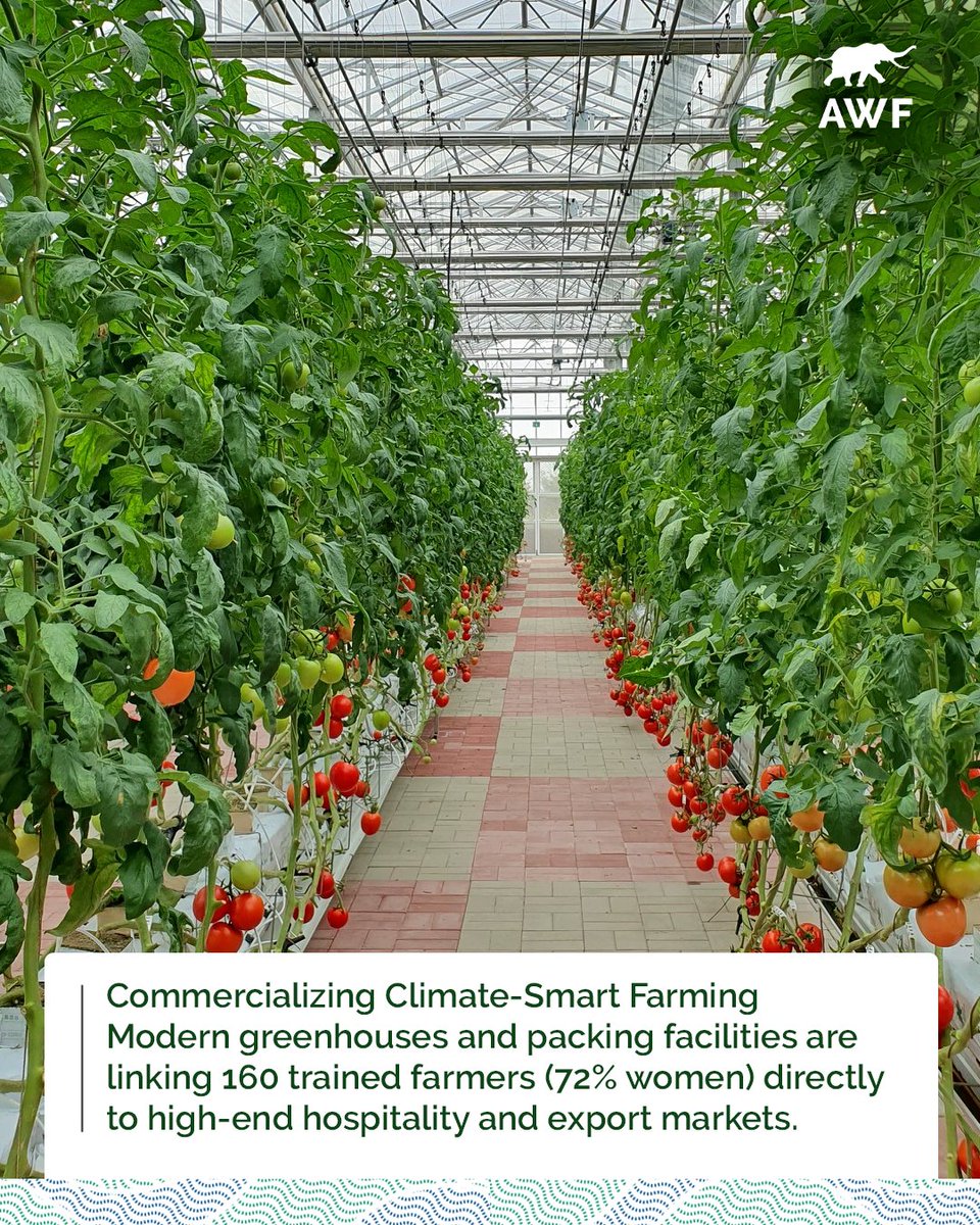 AWF_Official's tweet photo. 3/4 

But production alone is not enough. Farmers need viable markets.

Through the Volcanoes Community Alliance Horticulture Hub, 160 farmers — 72% of them women — have been trained and connected to higher-value hospitality and export markets, helping turn climate-smart agriculture into competitive local enterprise.