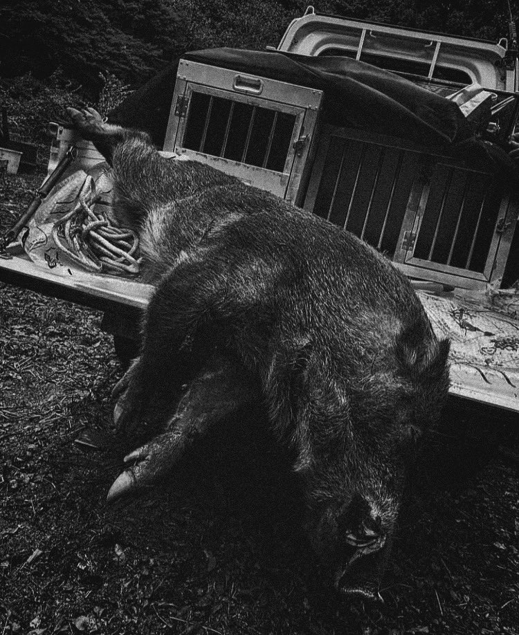 v1ZYHuVziy78494's tweet photo. 【猪】
#THEHOOD
#狩猟
#猪
#足跡
#京都 https://t.co/RZj75Bu0Zr