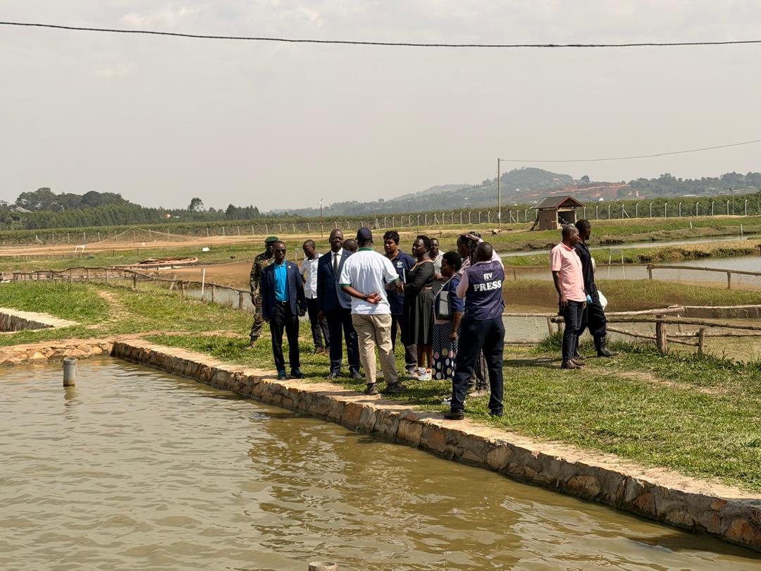 Maaifclf's tweet photo. Strengthening Aquaculture: Minister Migadde Visits Masheda Farm in Mpigi

The State Minister for Fisheries, Hon. Robert Migadde Ndugwa, together with technical officials from the Department of Fisheries, has toured Masheda Aquaculture Farm in Buyala Village, Muduuma Sub‑county, Mpigi District, a fast‑growing model of commercial fish farming.

He applauded the farm’s management for investing in modern aquaculture, creating jobs for Ugandans, especially the youth, and contributing to the country’s fish production capacity. 

Migadde reaffirmed that government will continue supporting Masheda to enhance quality, expand production, and strengthen Uganda’s aquaculture value chain.

The Minister also encouraged both local and foreign investors to embrace fish farming as a sustainable alternative that gives natural lakes “breathing space.” 

He raised concerns about poor‑quality fingerlings and feeds, urging stakeholders to prioritize standards to safeguard the sector.

Meanwhile, the Commissioner for fisheries resources management and development, Daisy Aciro commended Masheda for its impressive work and pledged further government support.

“I’m pleased with what I’ve seen here, and we will support massive production,” she said, encouraging the farm to open additional branches across the country to scale up impact.