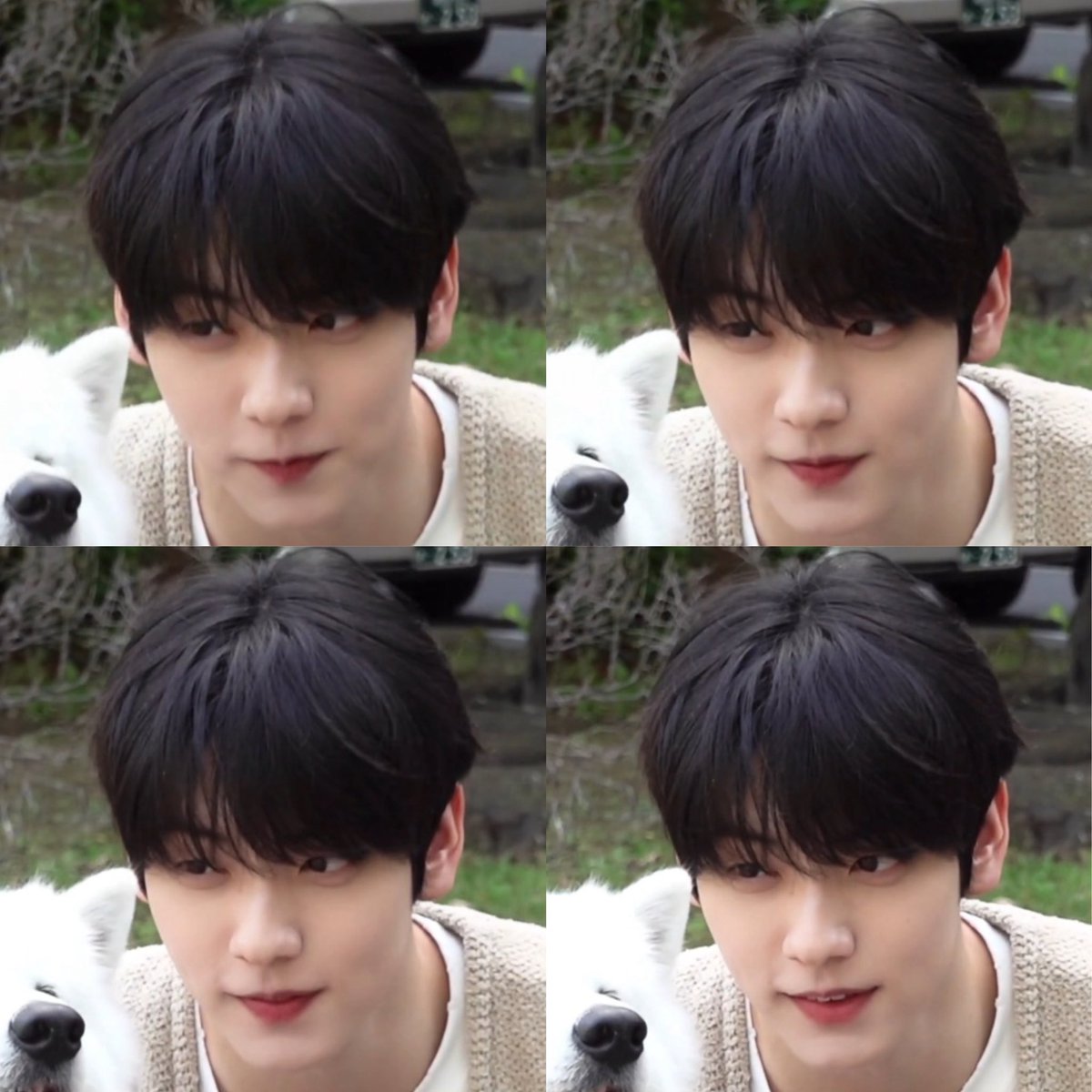bunnychive's tweet photo. 사모예드 왤케 새초롬하게 봐 ㅋㅋㅋ https://t.co/nJIQHHzSs2