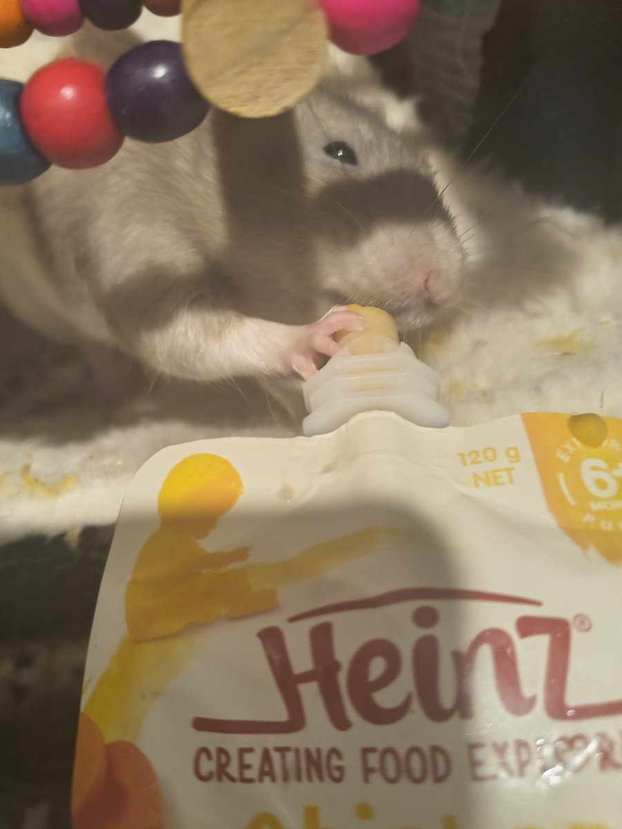 cinnagdyc's tweet photo. This is Calcutta. He enjoys baby food. #rat https://t.co/ImiefeYlap