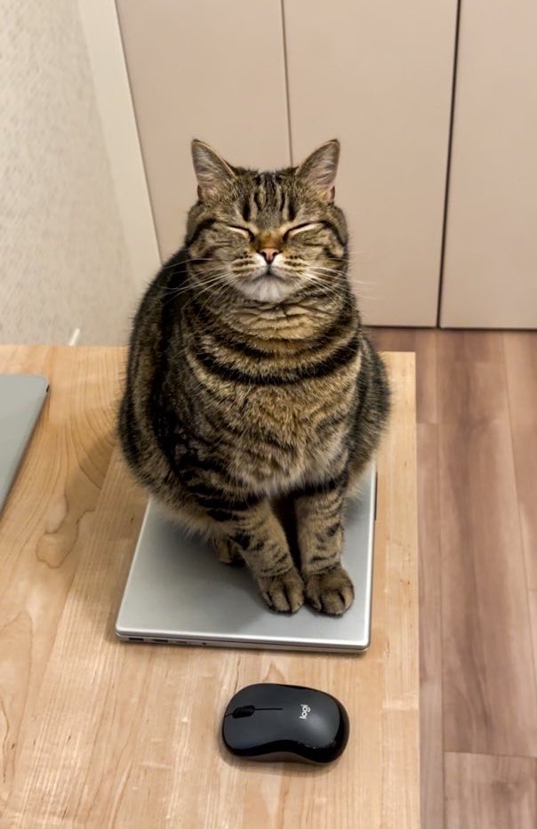 cat_anko3's tweet photo. これは物理的にパソコンを使えなくして困っているかいぬしの姿を確認して真顔から笑顔になる猫 https://t.co/7dxyu173Rj