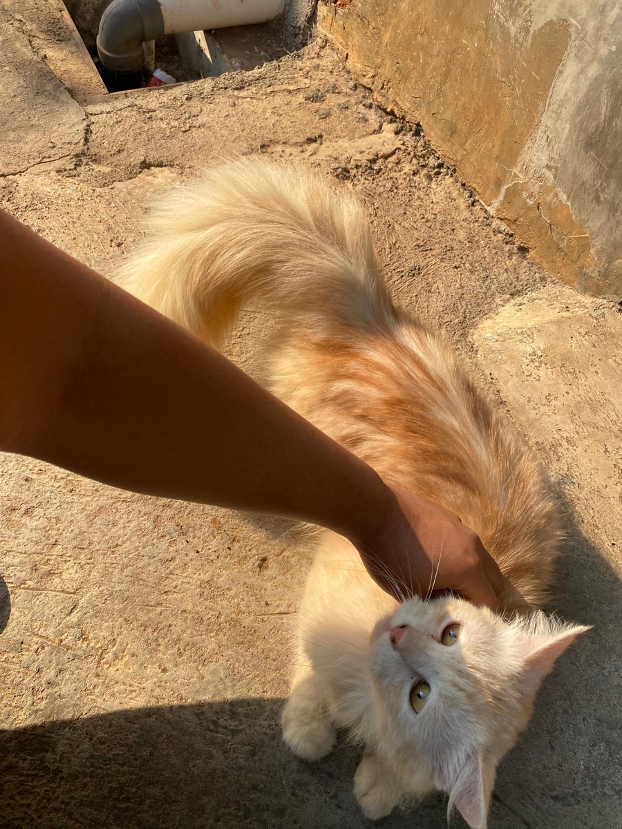 jakarta60879's tweet photo. @unicefess kali aja yang minat kucing bermahar yaa alasannya udh ga keurus https://t.co/5drbbjCUpd