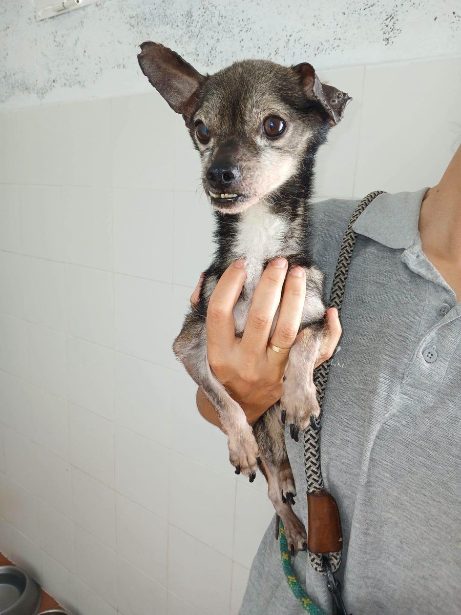 SosAbuelos1's tweet photo. #PONTEVEDRA
¿Cómo se puede abandonar en la perrera a quien tanto te quiere?

#RON (el negrito) 4 años y #SIMBA (la yorky) 14 añitos 😓

Desconcertados, con signos de dejadez total

Sería ideal que saliesen... ¡juntitos!

Están en Vigo y pueden viajar

WhatsApp 687209035 https://t.co/erqSpMfEuM