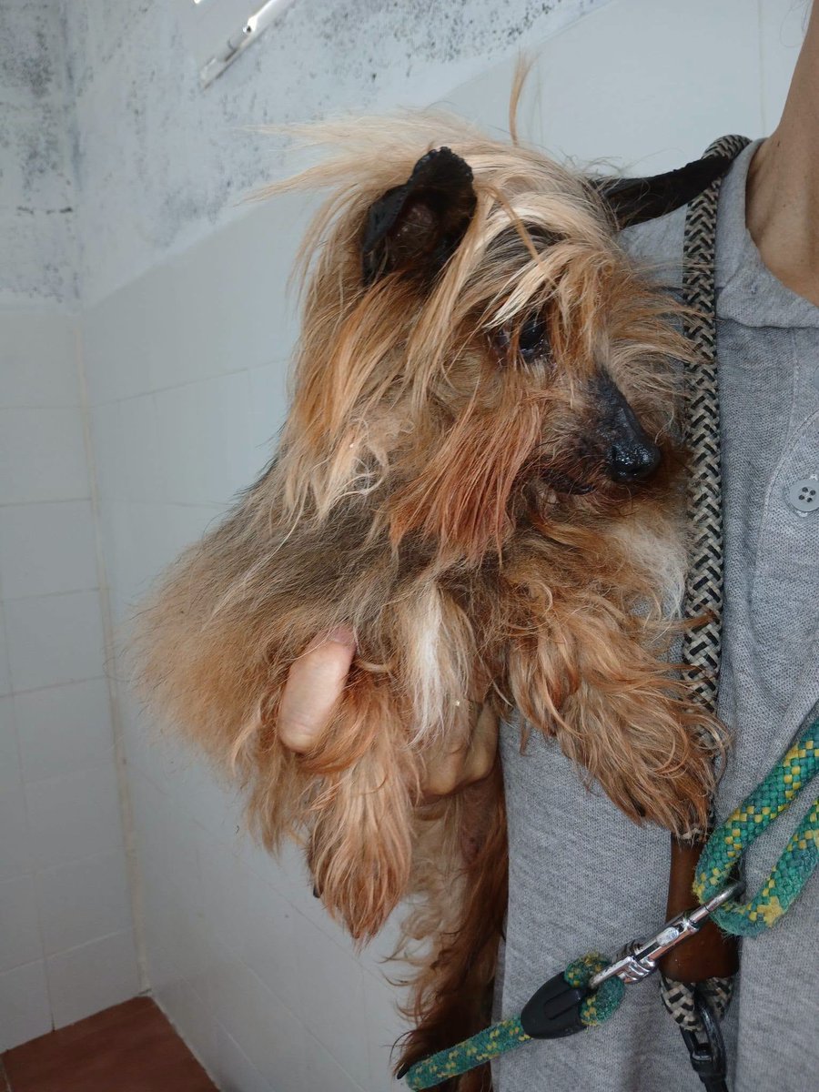 SosAbuelos1's tweet photo. #PONTEVEDRA
¿Cómo se puede abandonar en la perrera a quien tanto te quiere?

#RON (el negrito) 4 años y #SIMBA (la yorky) 14 añitos 😓

Desconcertados, con signos de dejadez total

Sería ideal que saliesen... ¡juntitos!

Están en Vigo y pueden viajar

WhatsApp 687209035 https://t.co/erqSpMfEuM