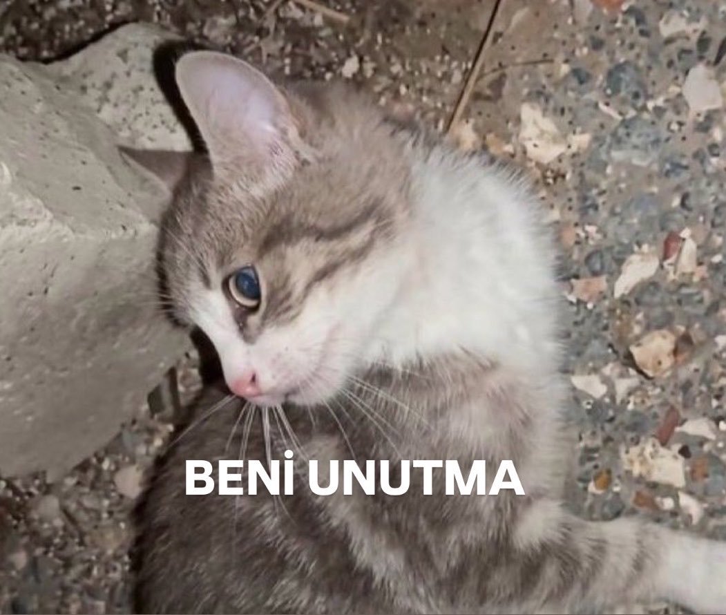 Banuvsvs's tweet photo. Unuttunuz değil mi?
Eros'u
Cezve'yi
Matmazel'i
Ve bu isimsiz miniği.

#SokakHayvanlarıSahipsizDeğil https://t.co/a91zgb6Krd