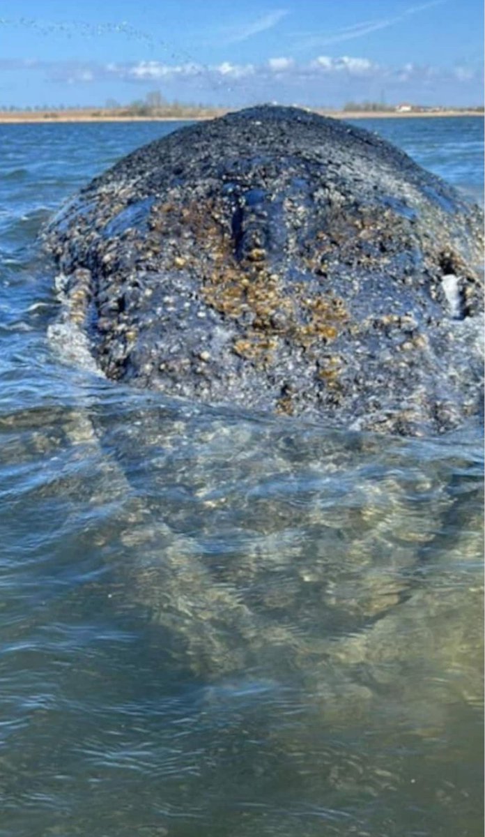 GwiasdaSig15128's tweet photo. #Timmy #Hope #Buckelwal #Ostsee 🐳✨#Walrettung #Atlantik.
Das ist schlichtweg gelogen, ZDFheute‼ Und unglaubwürdig, da die Datensätze manipuliert wurden! Es gilt der DNA-Test in China und deren erste Auswertung! Ich bleibe dabei: Hope lebt! 🐳✨🐬✨ https://t.co/cU0spGHXiR