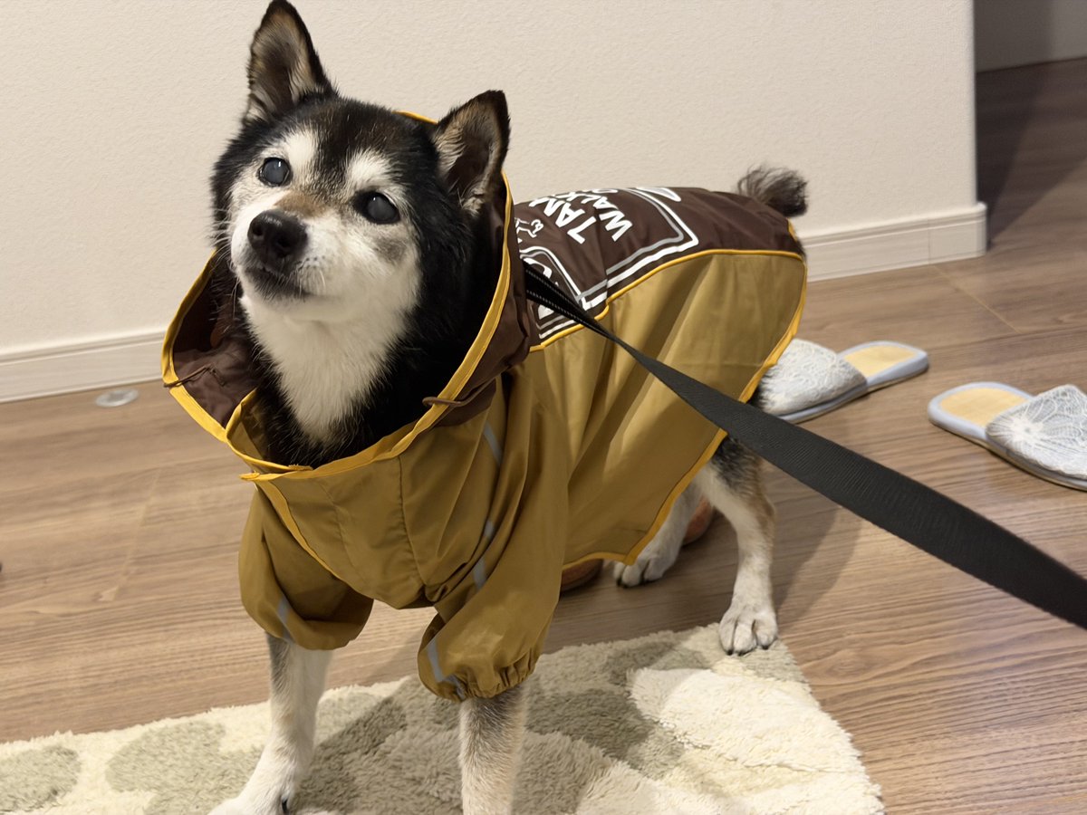 yagilatoon's tweet photo. カッパ着てる犬かわいくて連写した。 https://t.co/TDEbI2MijA