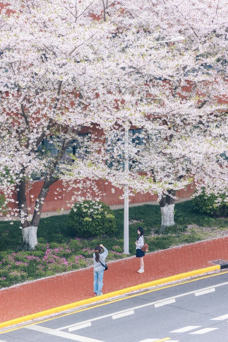 ttkzff's tweet photo. 春天里的上海交大 https://t.co/sjJHna7Tm1
