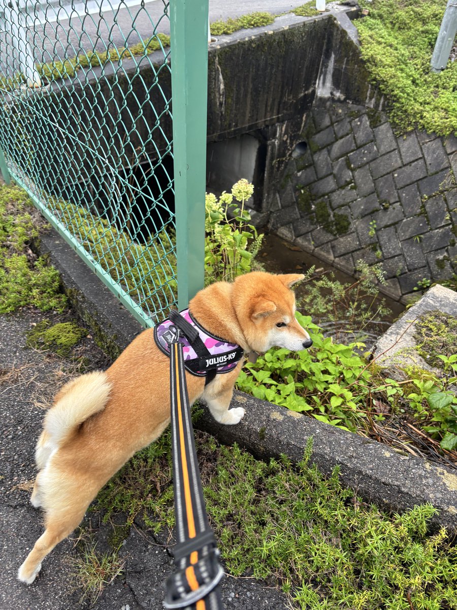 h_shibata's tweet photo. 夕方の散歩は500mくらい。
ホントに犬か？
 #柴犬 https://t.co/pepb07cQyH
