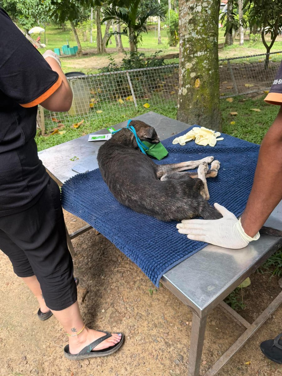 AnimalSOSSLanka's tweet photo. 💔 Meet Bonnie-she arrived at the sanctuary yesterday.
This sweet older girl was found near the Matara Passport Office in Sri Lanka after apparently being hit by a vehicle. She has a spinal injury, was screaming in pain, getting wet in the rains & struggling to walk.

Dehydrated, feverish, with a leg lesion, she’s also battling Anaplasmosis & Ehrlichiosis, tick-borne diseases. 
She’s now safe, comfortable & receiving treatment. ❤️‍🩹
We urgently need help with her vet costs. We’ve taken in several heartbreaking cases in recent days, including a mummy dog & her tiny puppies dumped only today.
Our resources are stretched to the limit and as it stands, we do not have the funds to last till Christmas.

🙏 Please help us save Bonnie and the others
https://t.co/EXsII3afVx

@PeterEgan6 @Jan_Leeming