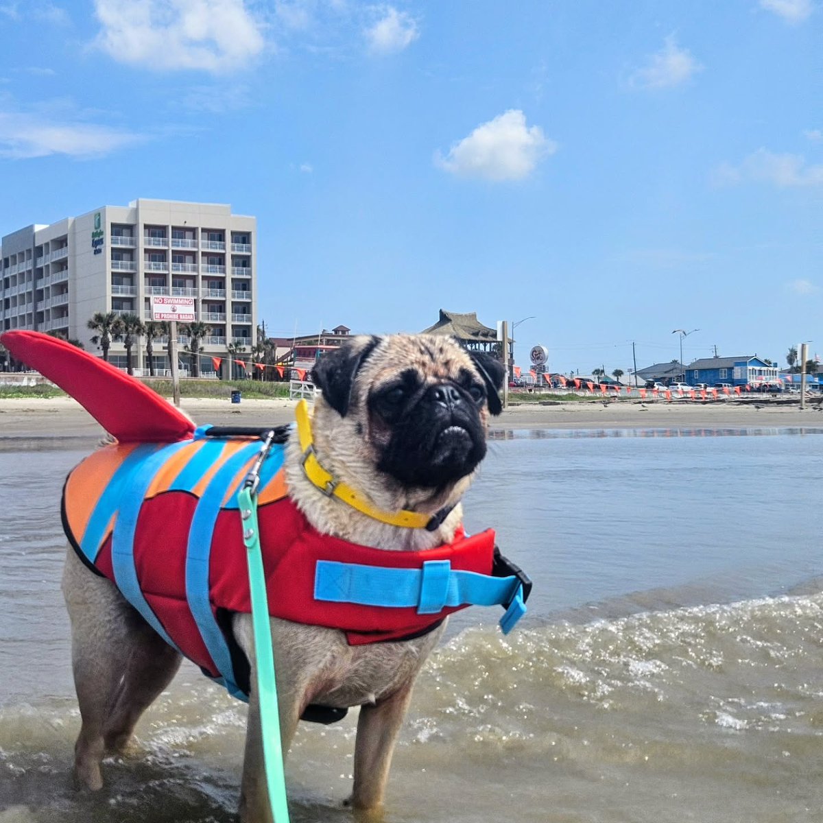 MarkettaGuf8c's tweet photo. Mom: "Let’s go to the beach for a relaxing day. "
Me: shows up as the Gulf’s cutest shark. Scared zero people, got 437 “awwws, ” 89 belly rubs, and a seagull’s side-eye. 10/10 would dramatically wade into the waves again. https://t.co/gpFd8AF0sG