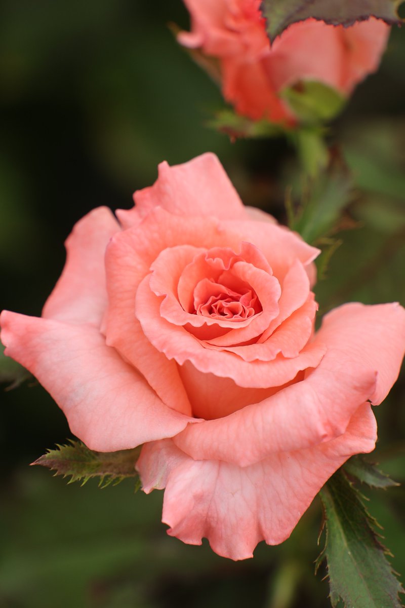 gontanokoneroku's tweet photo. Rose 😊

#Photography #Flowers #Rose https://t.co/Wm9u1OPZVq