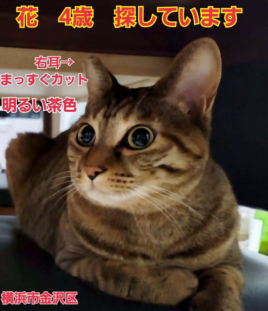 squirrelemi's tweet photo. 猫を探しています。花ちゃん4歳。右耳がまっすぐカット（V字のサクラカットではなく）明るい茶色です。2024年4月11日横浜市金沢区富岡東の自宅から私の不注意で外に出てしまい迷子のままです。拡散リポストのご協力ありがとうございます。
#猫を探しています
#横浜市金沢区
#拡散希望ＲPお願いします https://t.co/dpVzn0Uz2q