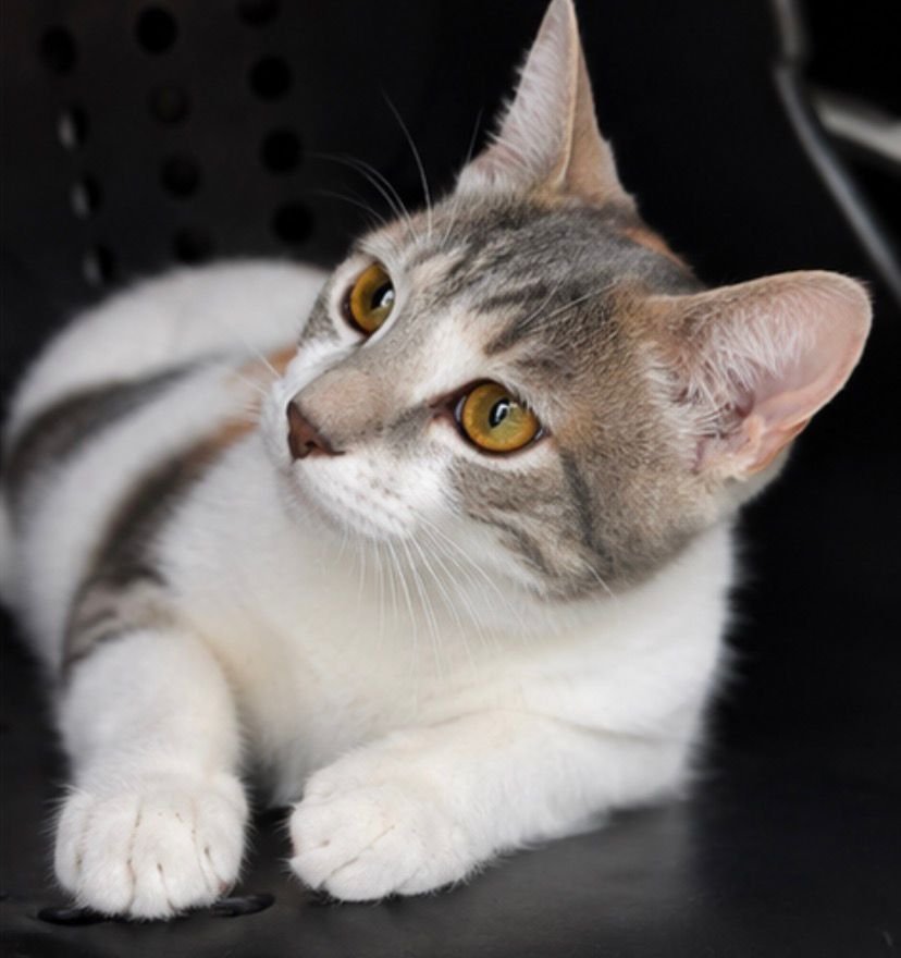 f_lo_morant's tweet photo. MISHA EN ADOPCIÓN! Es una gatita de tres meses tricolor. Es muy buena y cariñosa. Se lleva muy bien con otros gatos. Es negativa a leucemia e inmunodeficiencia. Está en Alicante pero puede viajar.
655 44 15 14 Ainhoa. https://t.co/KWz7ajlLXU