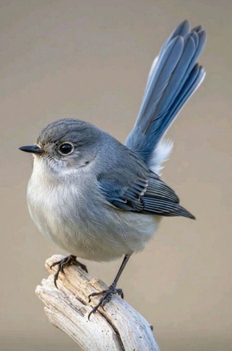 Picsforfree's tweet photo. カフェで作業すると疲れた心が癒されると思う？
その一杯のコーヒーが、もはや友達。しっかりとした味が背中を押してくれるんだよね。 https://t.co/o7OwaIUecw