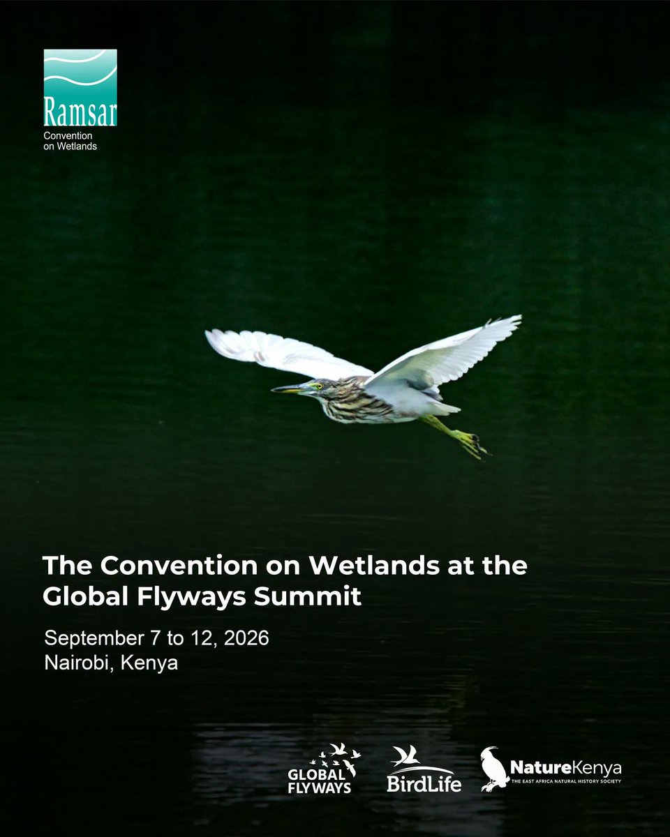 Richard01173388's tweet photo. The #GlobalFlywaysSummit, which follows immediately after the Global Partnership Meeting, brings together finance and business partners, and national and multilateral government agencies to advance innovative and integrated approaches to regional conservation collaboration.
🦆 At the heart of this work are flyways, the routes migratory birds travel across countries and continents and the network of wetlands they depend on along the way.
💧 Wetlands provide important places for birds to rest, feed and breed, making their conservation essential to maintaining healthy and connected flyways.
By working across borders to protect and restore these critical ecosystems, the summit aims to strengthen collaboration to save species and sites, halt the loss of nature and tackle the climate crisis.
BirdLife International Nature Kenya-the EANHS
#Wetlands #MigratoryBirds #NatureConservation #Biodiversity #ConnectedWetlands #InternationalCooperation #Nature #ClimateAction
