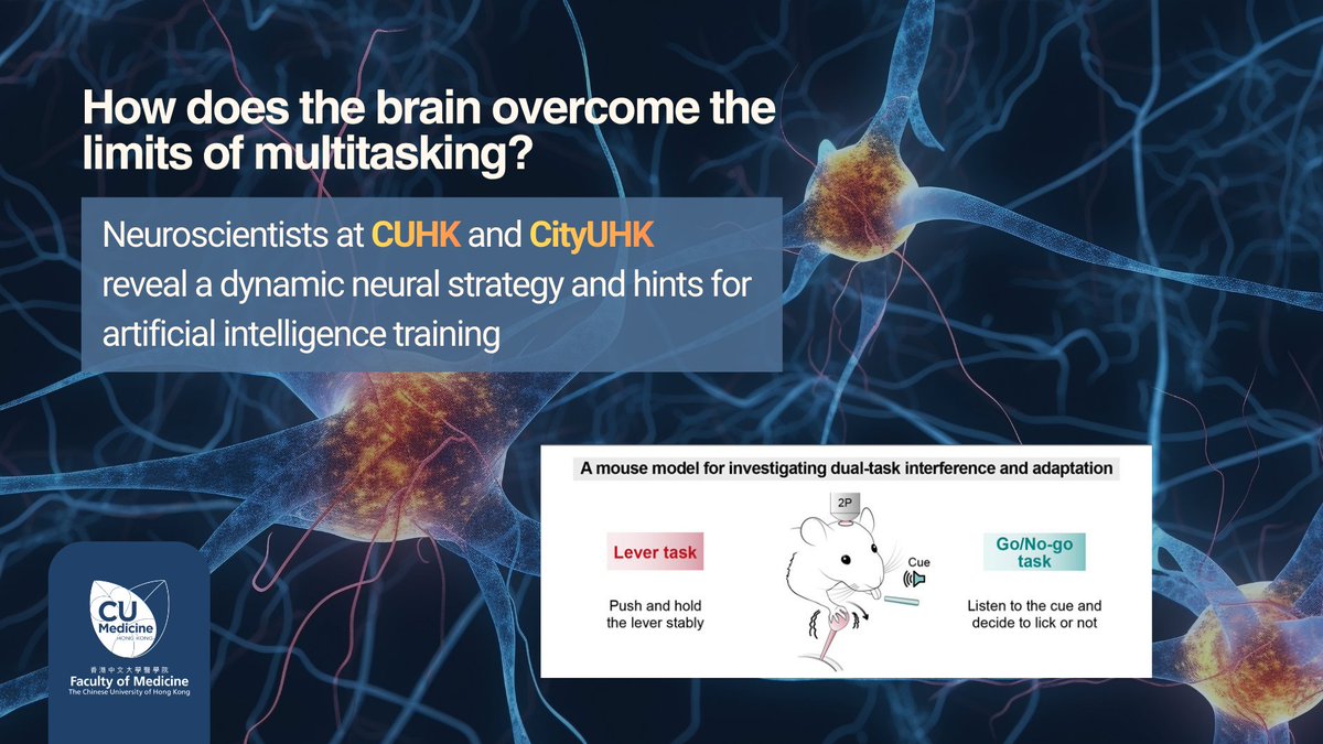 CUHKMedicine's tweet photo. Our joint study with @CityUHongKong has uncovered how the brain dynamically manages and reorganises its neural resources when learning to multitask. Research team believes the biological findings can be applied to artificial intelligence training in multitasking. https://t.co/cLc6h5poEw

📖: https://t.co/adUPmboEdY
@NeuroCellPress