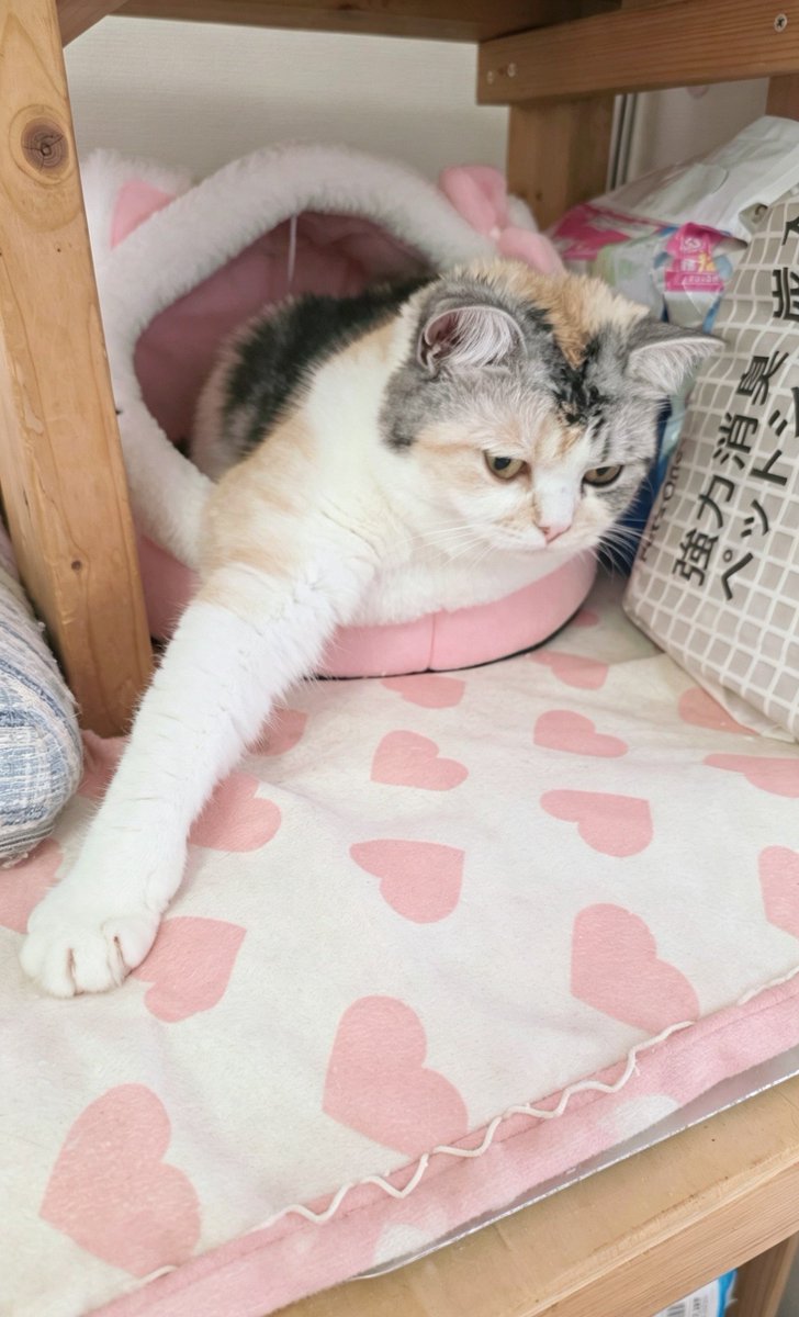 7Dbuow's tweet photo. やる気のない握手会開催中😽 https://t.co/urozmz4YWp