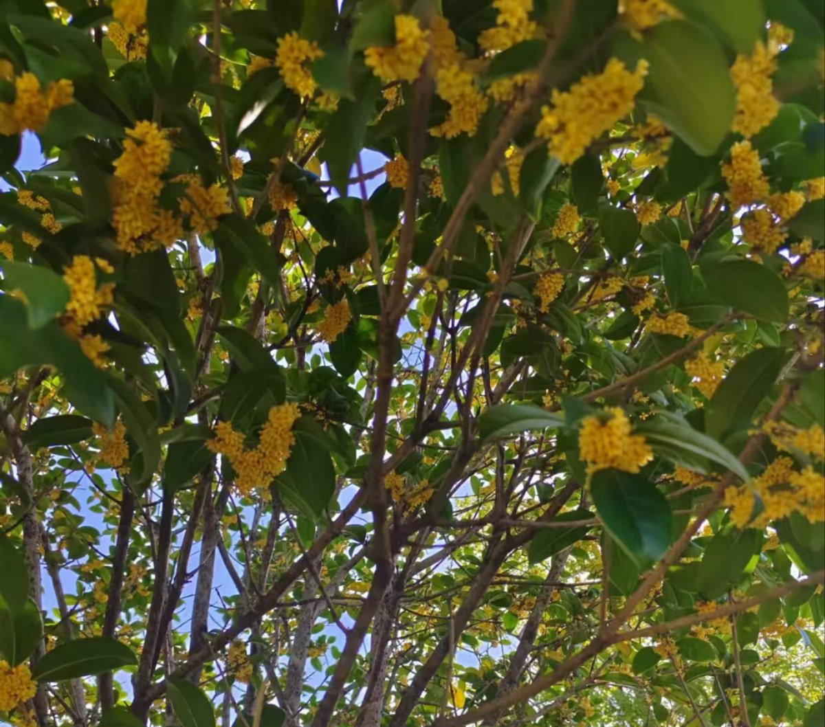 peppp120398's tweet photo. Lovely autumn breeze carrying the scent of osmanthus  Perfect for a slow walk after work. https://t.co/P3vqmgVygZ