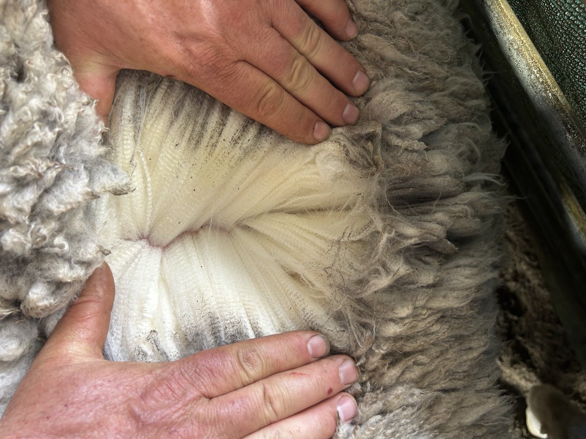 paper_collar's tweet photo. One of the old boys 2023 drop is still showing some nice wool #merino #asbv #papercollar https://t.co/1j9XTPRCyB