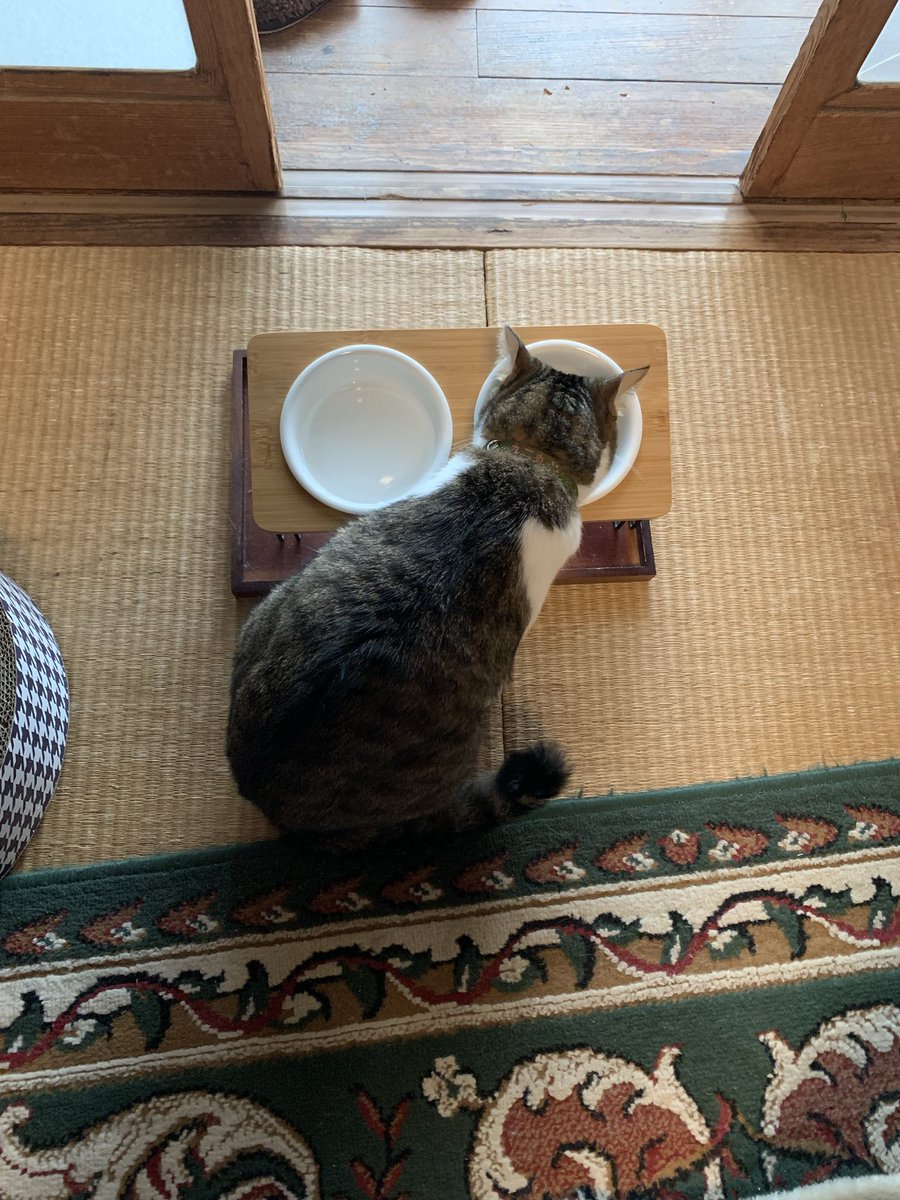 920_kunimaru's tweet photo. 9/3のおはよ☁️九二丸

#木曜日のねこ
#4歳1日目もｶﾘｶﾘで幕開け
#ｶﾘｶﾘはいつでもうまいﾆ https://t.co/1idUrUREZf