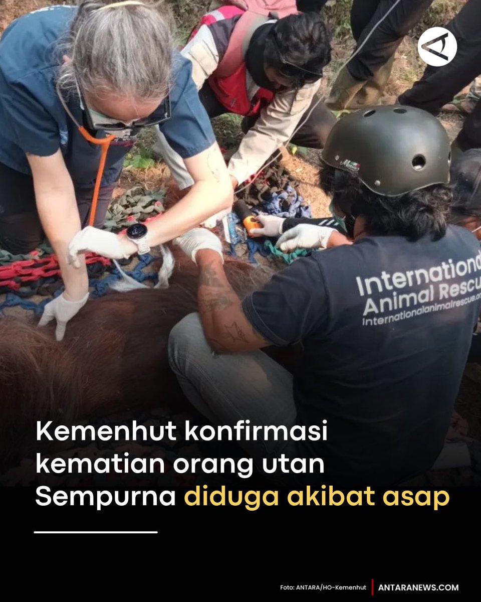 antaranews's tweet photo. Kementerian Kehutanan (Kemenhut) mengonfirmasi kematian satu individu orang utan kalimantan (Pongo pygmaeus) bernama Sempurna yang sebelumnya ditemukan tengah mengalami gangguan pernapasan diduga karena paparan asap di Kabupaten Ketapang, Kalimantan Barat.

🔽🔽🔽
Baca selengkapnya: https://t.co/3wIpzAScxl

Grafis: Ulfa Jainita