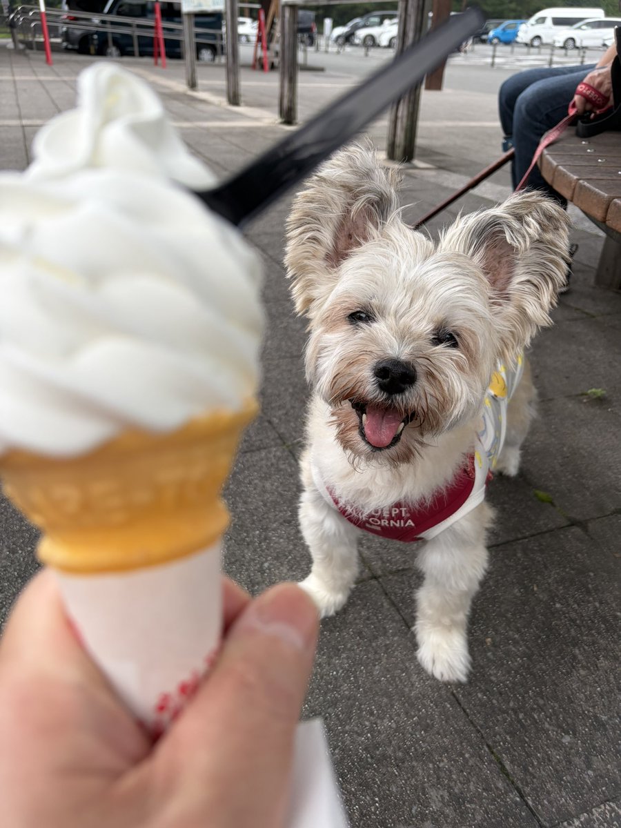 24smile5y's tweet photo. 久しぶりの遠出ドライブは
よく食べよく遊んだ1日でした🐶 https://t.co/4BhEAKVHox