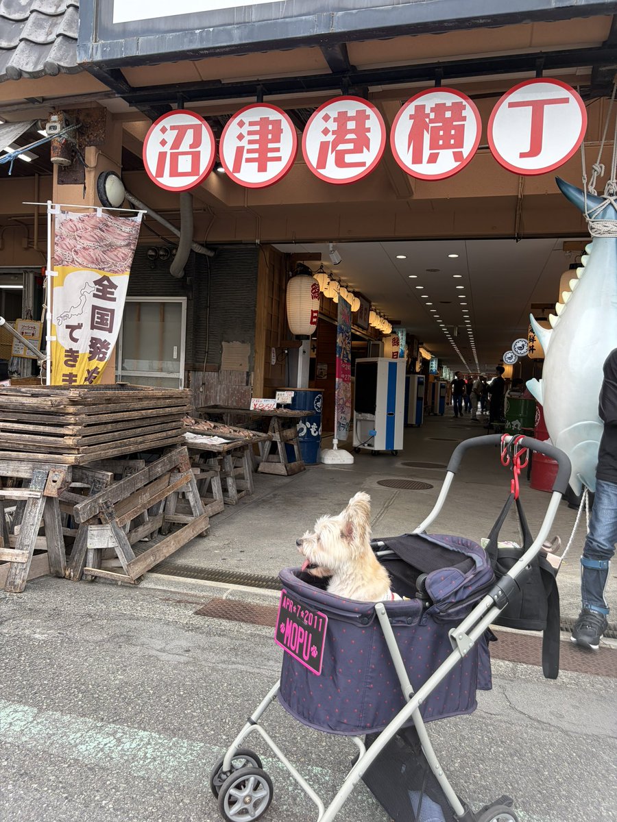 24smile5y's tweet photo. 久しぶりの遠出ドライブは
よく食べよく遊んだ1日でした🐶 https://t.co/4BhEAKVHox