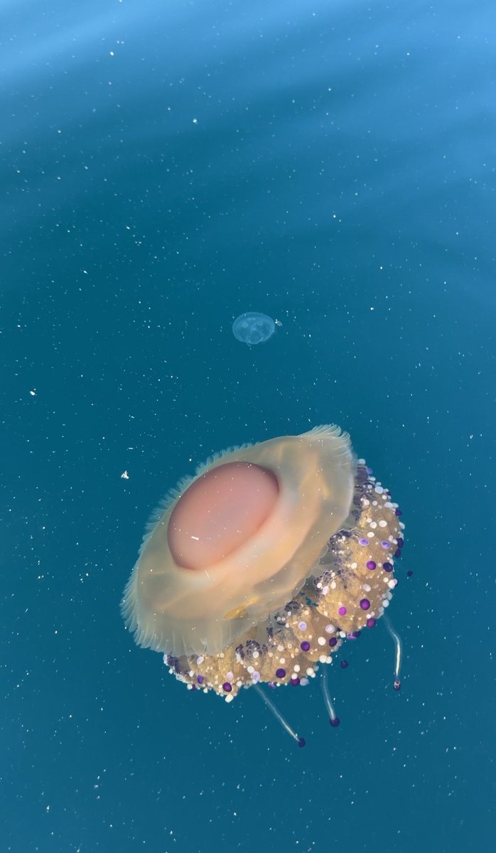 onedio's tweet photo. Tekirdağ açıklarında, halk arasında “sahanda yumurta denizanası” olarak bilinen sarı ve kahverengi denizanası görüntülendi. https://t.co/KaXSIb1dtw