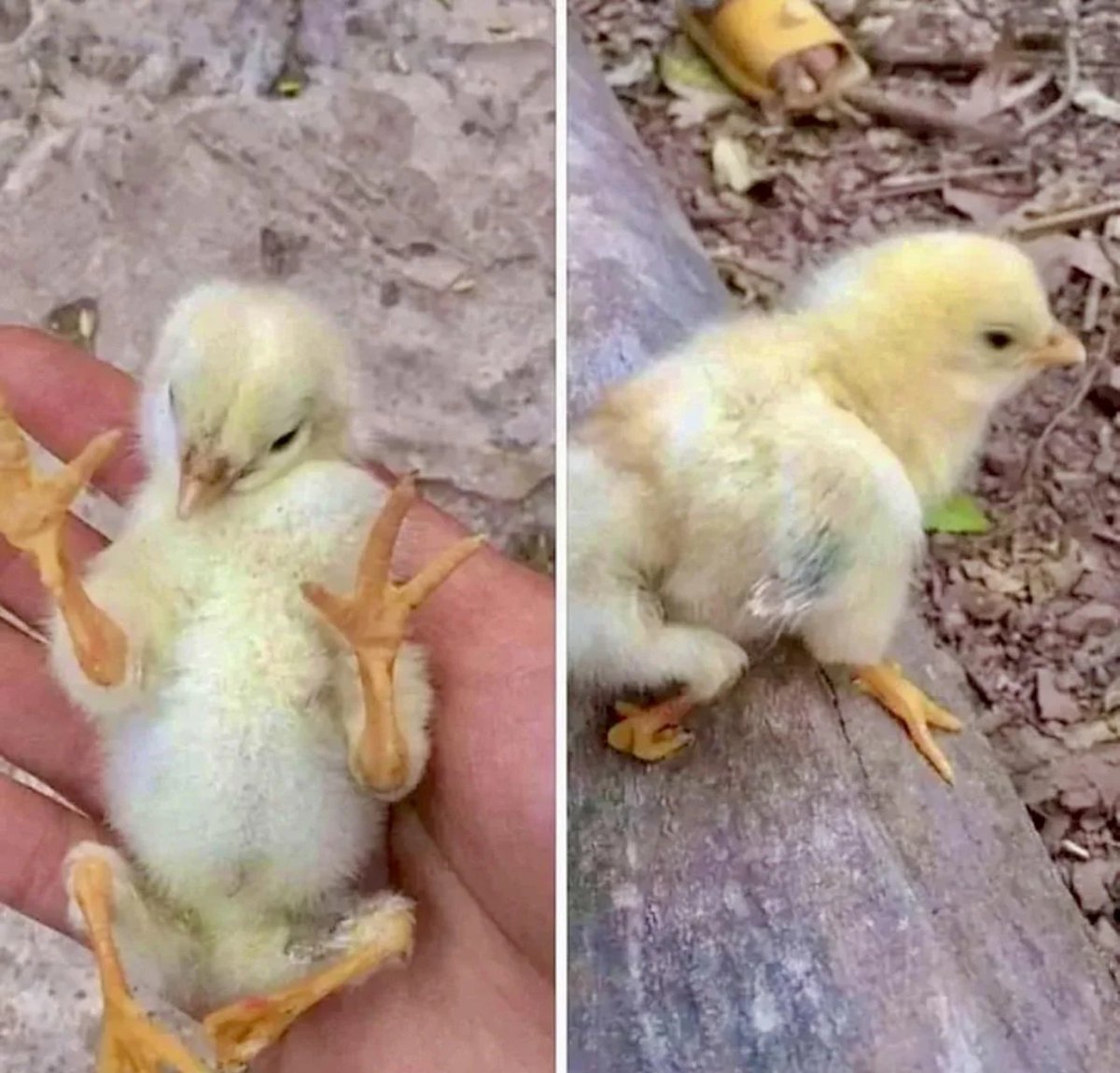 Aryanevii's tweet photo. Hyy @grok tell  me this is really Four legged chicken 🐔 https://t.co/gXsYme26Vb