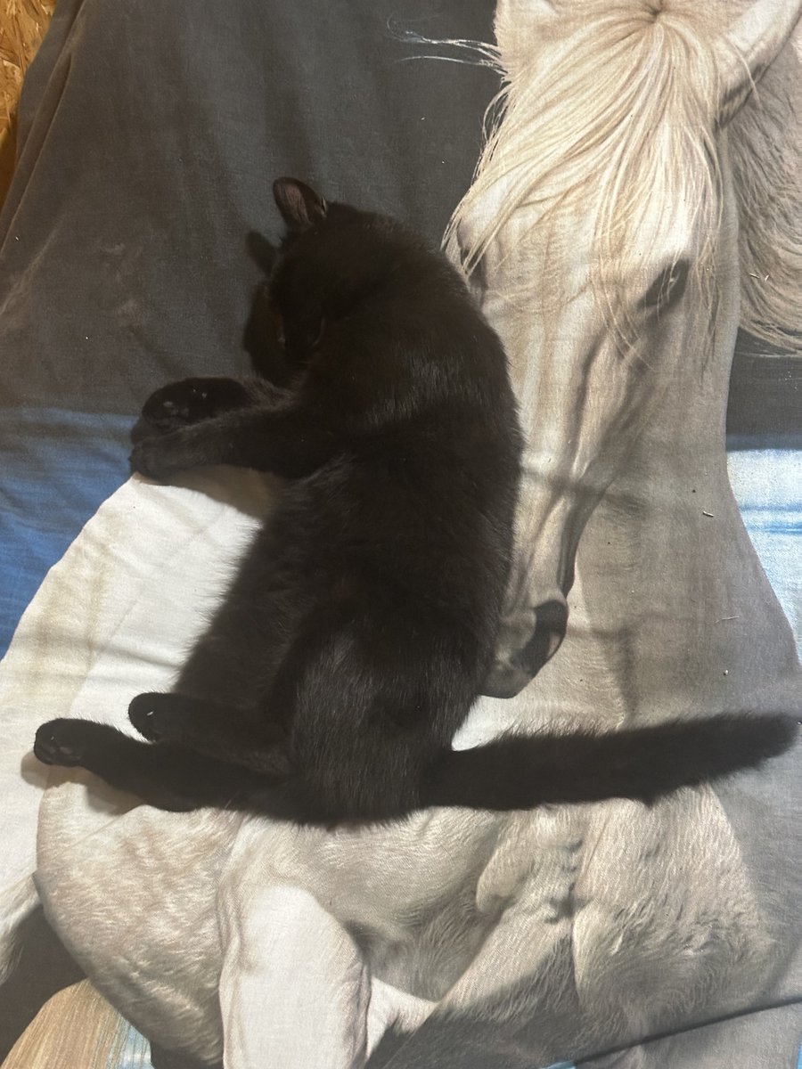 artemd73's tweet photo. 🐈‍⬛🐴 https://t.co/Sg270U1hJR