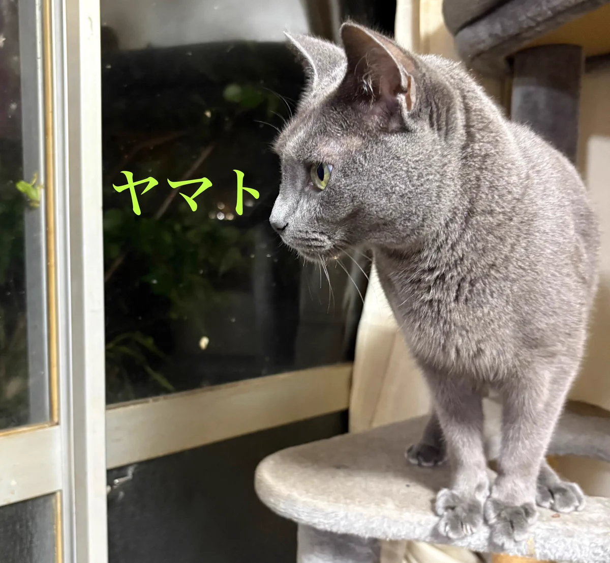 Reposts by まる猫生活 (@2q6QyWkXYMrPCg9) / X