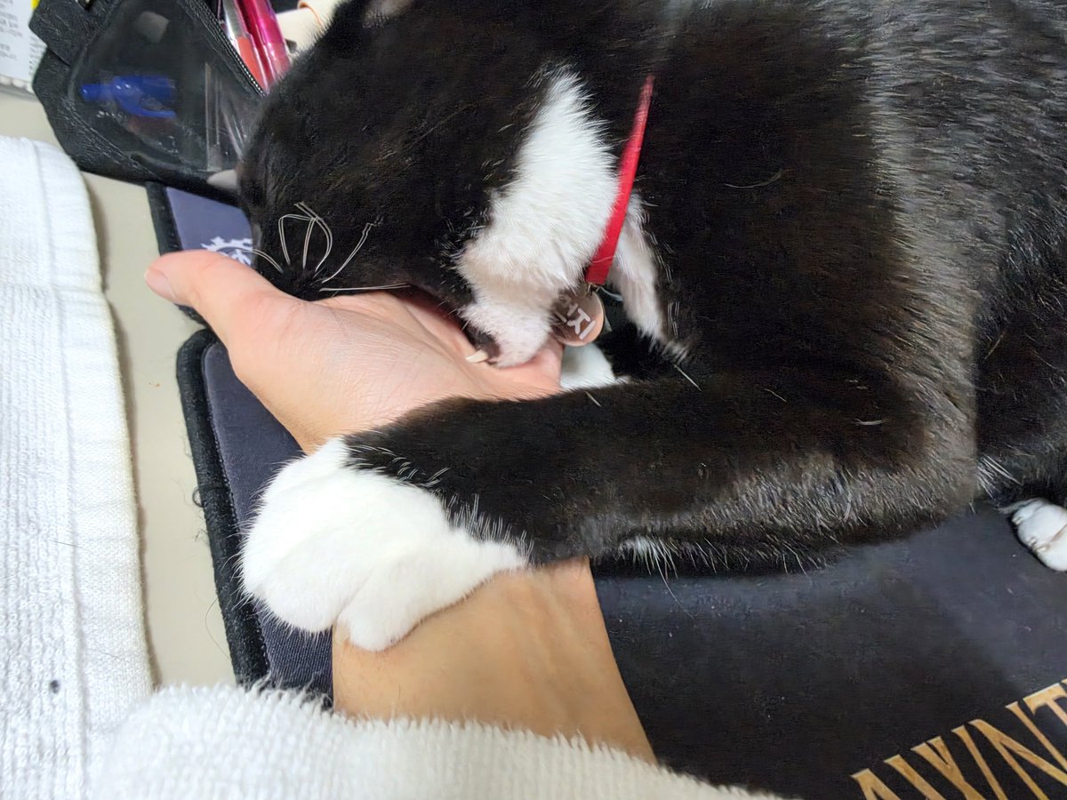 Saze_Kinto's tweet photo. 이 불효괭이놈을 봤나
#사제네_먼지 https://t.co/727XRImtZg