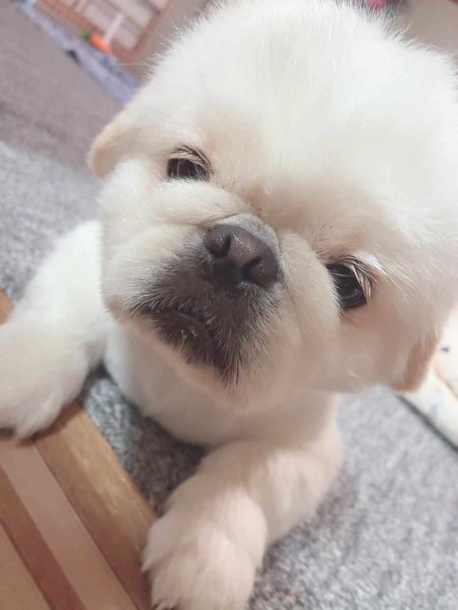 butiito's tweet photo. ごめんね お母さん…
2かいも 🤮して……

#ペキニーズ 
#きょうのいとくん 

1度目は オヤツ後 番犬して吠えたので…
2度目は 夕食後 ﾏｳﾝﾃｨｸﾞしたから…

気圧変化もあるから 様子をみよう https://t.co/RdK6yz4aVY