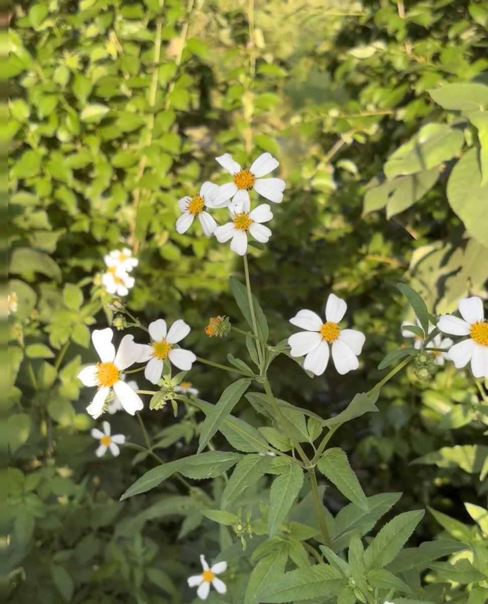 Nana688_'s tweet photo. Wildflowers are truly tenacious; they can scatter their seeds on the wind. https://t.co/PWiJKKT8od