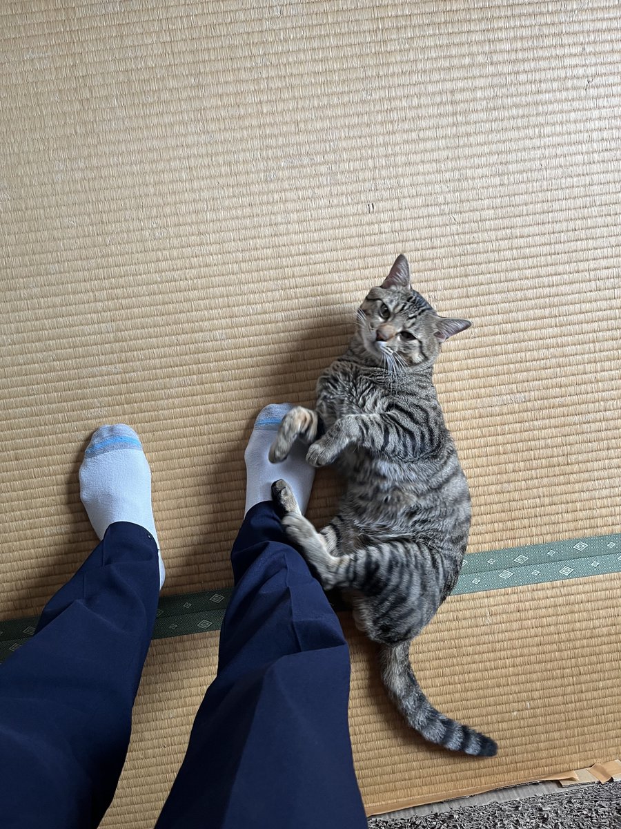 6nonno1's tweet photo. 今日は降ったり止んだりな雨🌧️ジメジメと蒸し蒸しな苦手な暑さでした(*_* )💦

夕暮れ雨で断念☆
~帰宅後のスリスリくねくね~😽寝起きですねw😉
本日もお疲れさまでした★
#保護猫 #猫 #キジトラ https://t.co/P4DMz8r1m8