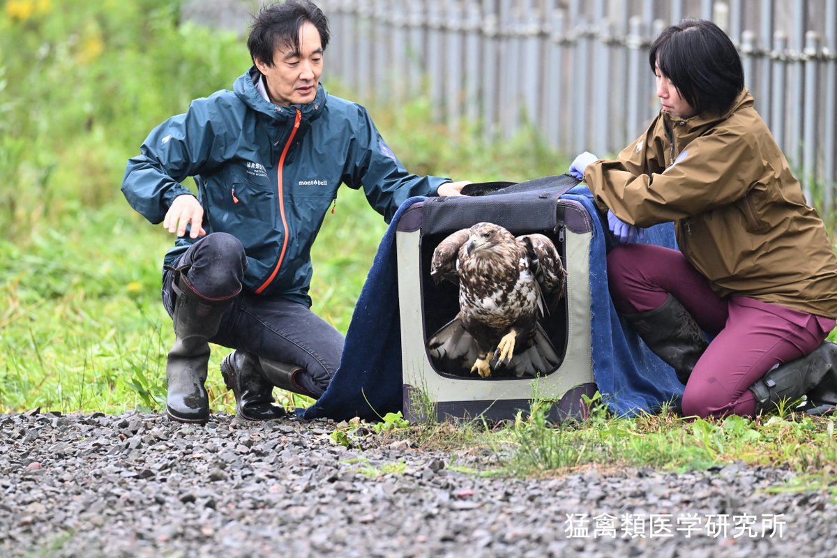 raptor_biomed's tweet photo. 小雨の合間をみて、オジロワシ2羽を野生に帰しました！ https://t.co/xWTuYzGYCN