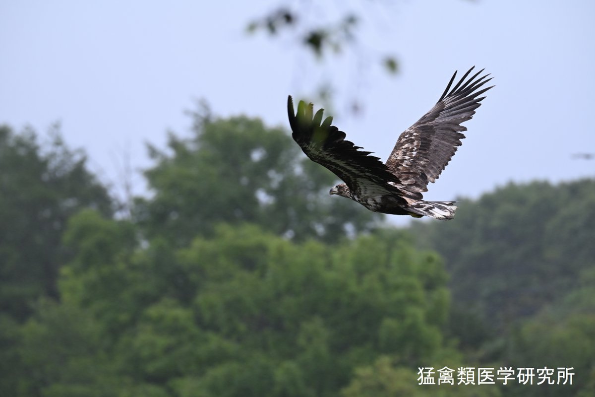 raptor_biomed's tweet photo. 小雨の合間をみて、オジロワシ2羽を野生に帰しました！ https://t.co/xWTuYzGYCN