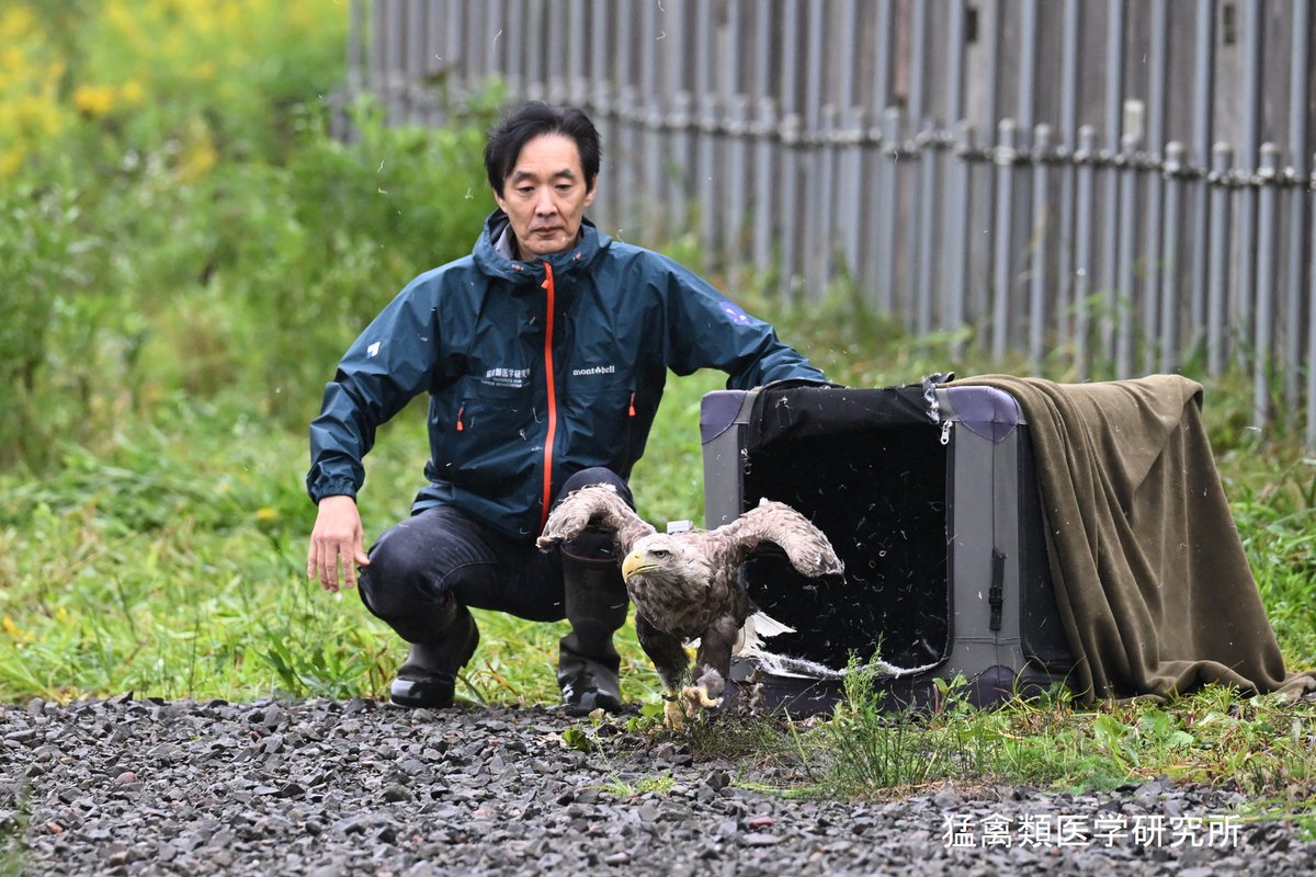 raptor_biomed's tweet photo. 小雨の合間をみて、オジロワシ2羽を野生に帰しました！ https://t.co/xWTuYzGYCN