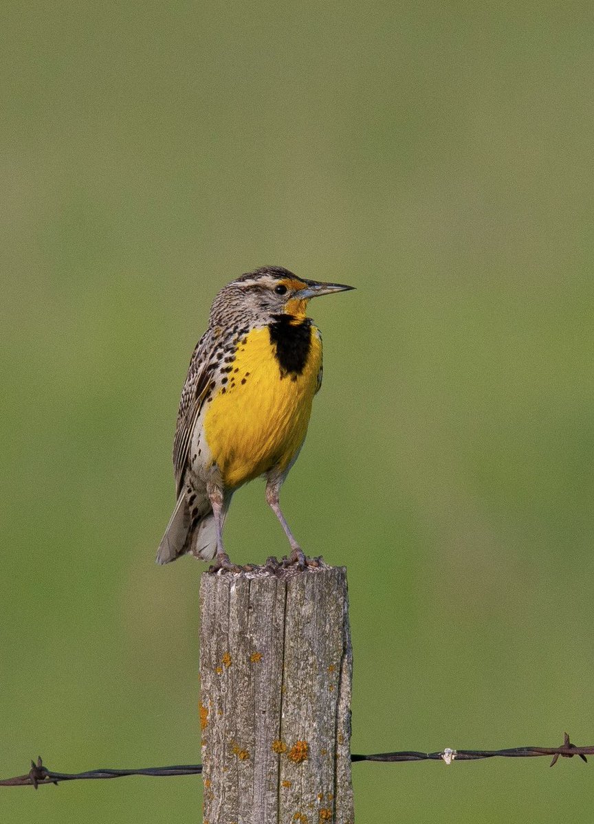 prairieguy2016's tweet photo. A Western Meadowlark standing proud on an old, weathered fence post somewhere out on the Dakota prairie.
https://t.co/fEEXwHTzbh #photography #nature #grasslandbirds #birds #prairie #northdakota https://t.co/YaANAlk741